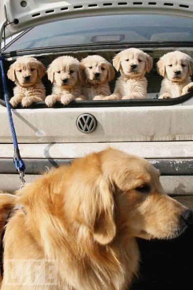 vw and goldens ♥