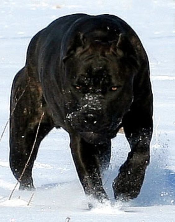 Wanna Play in the Snow with ME!!! black cane corso - Google Search