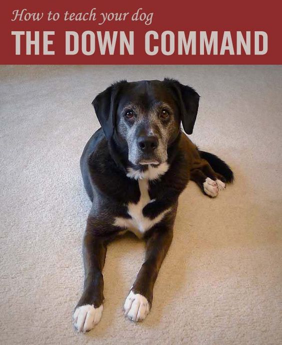 Want an easy way to control begging, jumping on guests and an overly-excited dog? #dogs #dogtraining