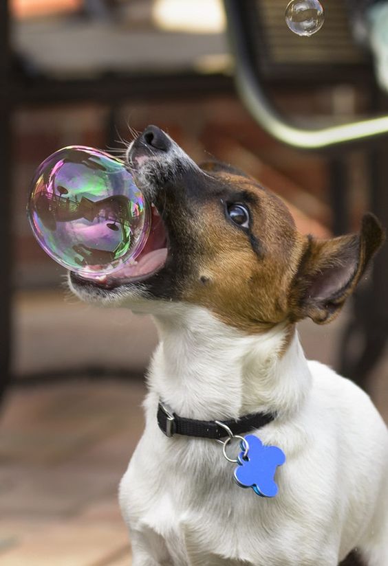 Watch these 22 So Cute Photos of Baby Animals Playing With Bubbles and making fun.