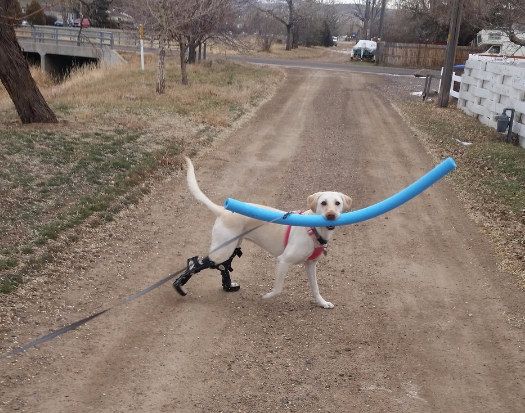 “We gotta get home NOW! Buddy and Flufferson are gonna go nuts over this stick I found.” | 17 Dogs Who Are Very Proud Of The Stick They Found