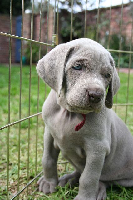 We had a silver lab puppy come into the store a few months  They are so precious!