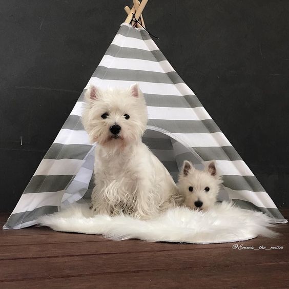 We have a new house Thanks @Doug And Co for this AMAZING teepee we love it! by emma_the_westie