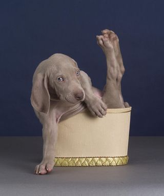 Weim Pin Up. Love my weims!! ..no matter how naughty they are. :)