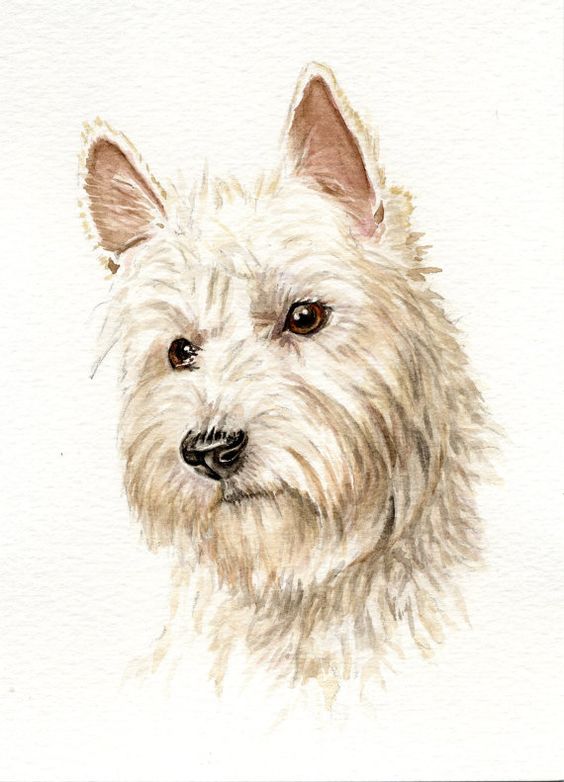 West highland terrier dog painting