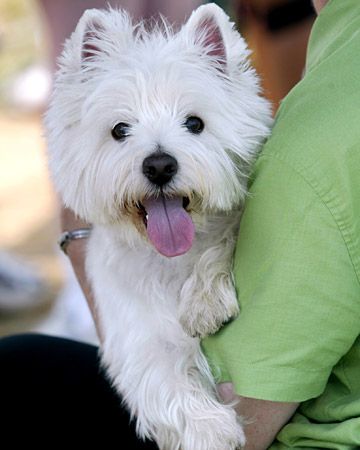 West Highland White Terrier - big name for a small and lovely dog. Not origionally a British dog but Deanna was bred in the UK. ( My beloved childhood dog)