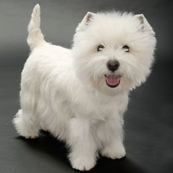 West Highland White Terrier - Small Dog Breed | Dog Fancy