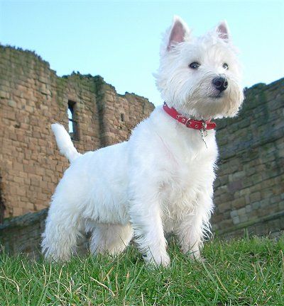 West Highland White Terrier. We have a Westie named Myles. He has his own little personality!