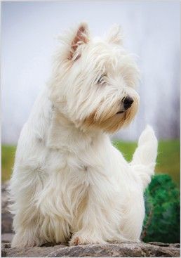 West Highland White Terrier (Westie).
