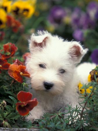 Westie West Highland White Terrier Dogs