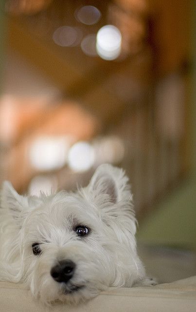 Westie West Highland White Terriers Dogs