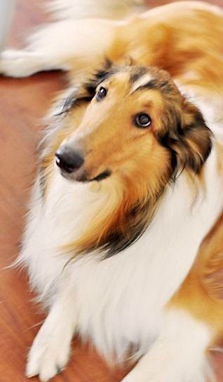 What a beautiful collie!