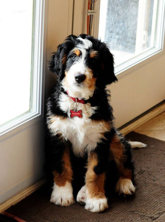 What a beautiful pup! It's a Bernedoodle. (That's a Bernese Mountain Dog and Poodle mix.)