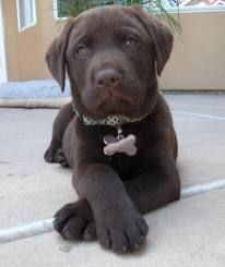 What a super model! I adore this chocolate lab puppy! {Dog} {Labrador Retriever} {Pet Photography}