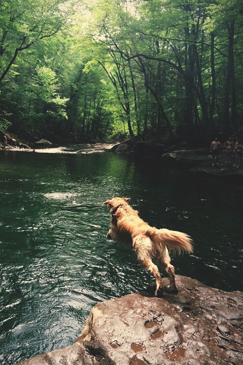 What adventures are in store for you and your pets this summer? Take this quick quiz for a few fun ideas! #summerfun #Golden #Retriever