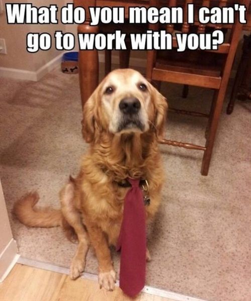 What do you mean I can't go to work with you? Dog with a  if my dog did this, I would so take him to work, regardless of the rules lol