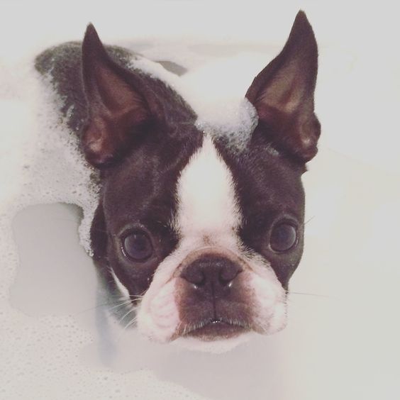 What happens when you take a beautiful Boston Terrier and pose her in some amazing photos? THIS. Scout is back on iBostonTerrier and she is here to steal your heart! Scout’s mom, Nicolle, sen…