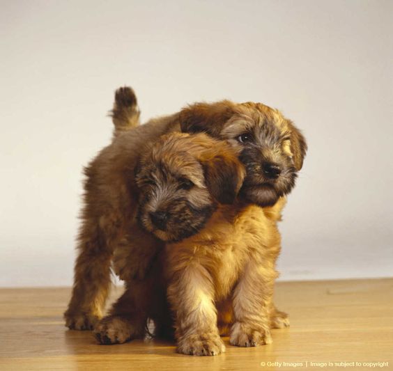 Wheaten Terrier puppies playing - beyond cute!