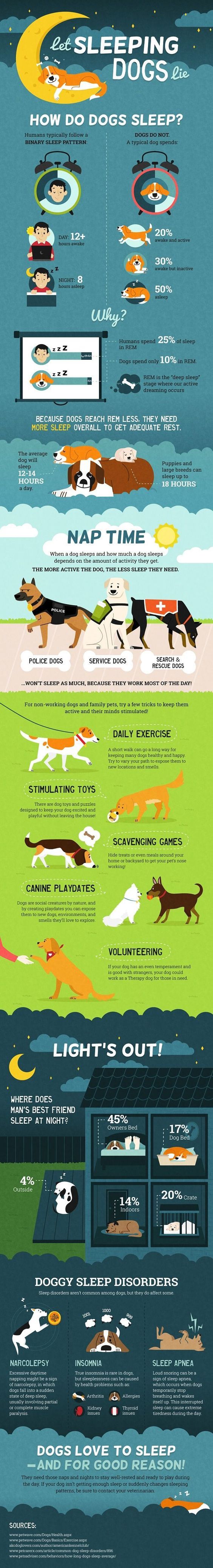 When a dog sleeps and how much a dog sleeps depends on the amount of activity they get. The more active the dog, the less sleep they need.