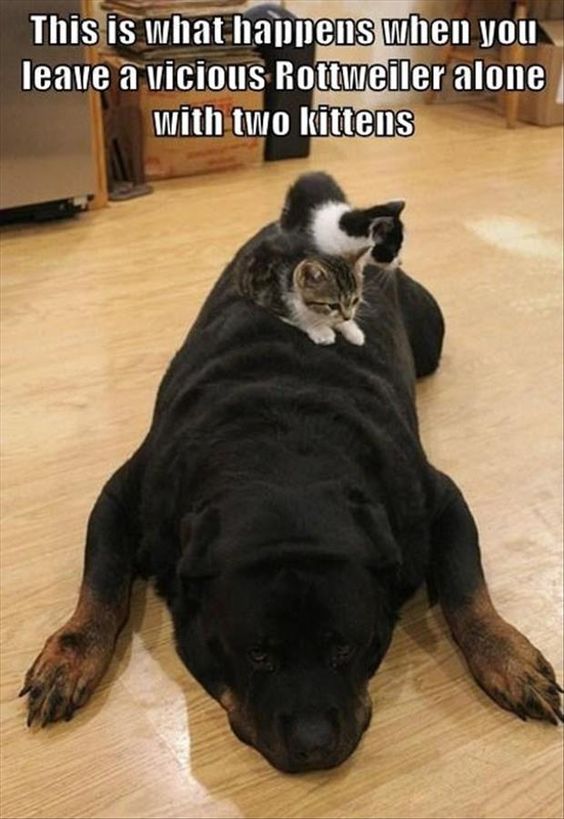 When Cats Ride Dogs, Everything Seems Right With The World