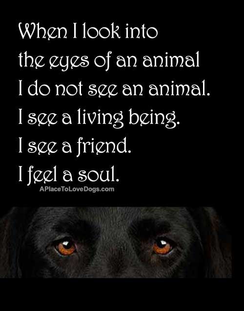 When I look into the eyes of an animal I do not see an animal. I see a living being. I see a friend. I feel a soul. quote by Anthony Douglas Williiams. | Quote