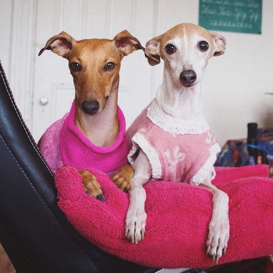 When I say I won't tell anyone, my sister doesn't count :) Italian Greyhounds Iggy Joey & Twiggy
