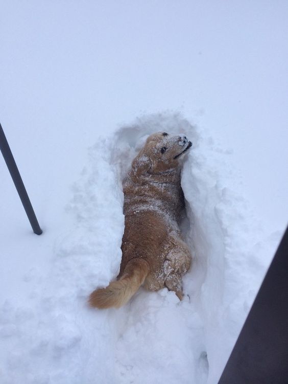 When this goof wanted to help you shovel but realized he wasn’t that skilled yet. | 37 Times Golden Retrievers Proved They're Sunshine Dogs