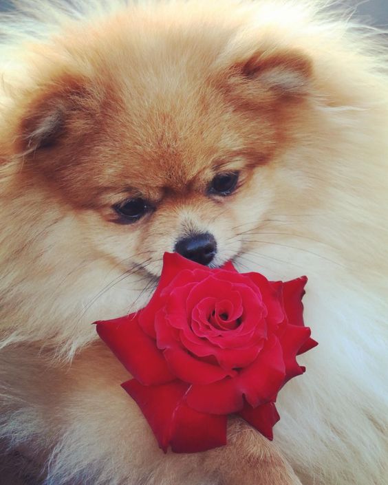 : When you don't have a Bae on Valentine's Day but Simba gives you a rose   #Winnie #valentinesday #thatsiblingkindoflove #rose  Photo credit : @linkinnz by poppy_simba_winnie_phoebe #mypomeranianfriends @mypomeranianfriends