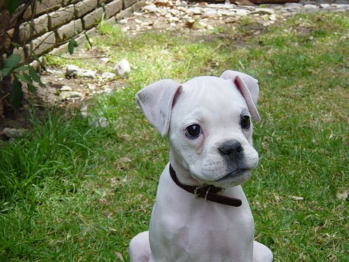 White boxer pup