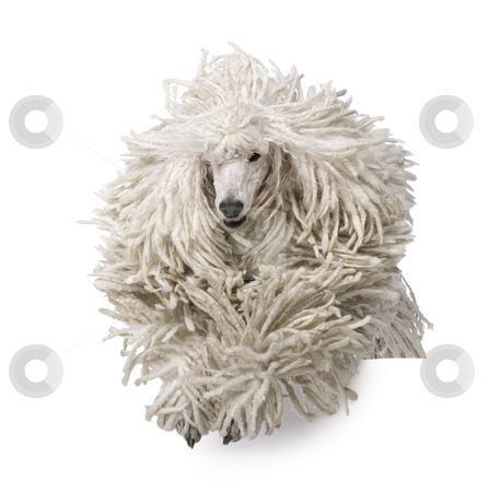 White Corded standard Poodle running