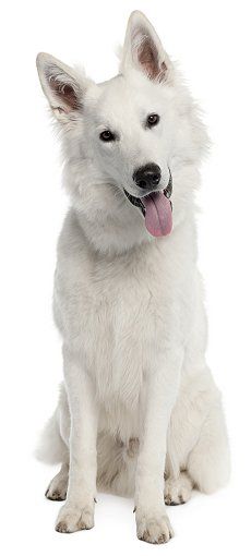 White German Shepherd dog breed- the description is so true of my Bianca, although she is mixed with a Sharpei