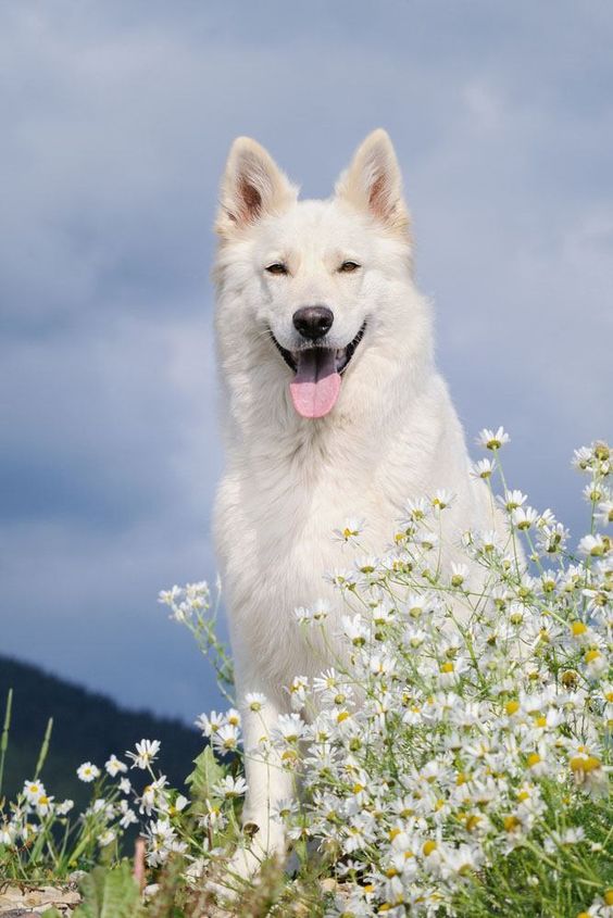 White German Shepherd in flower field