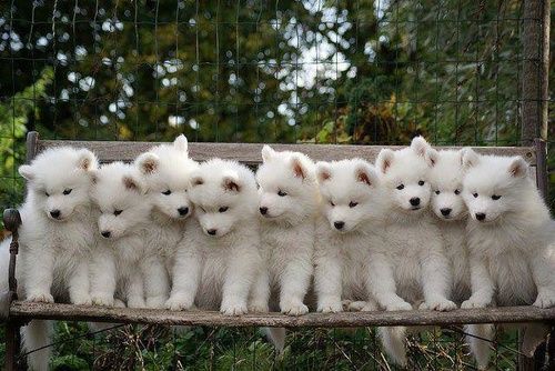 White German shepherd puppies ... Berger blanc suiss