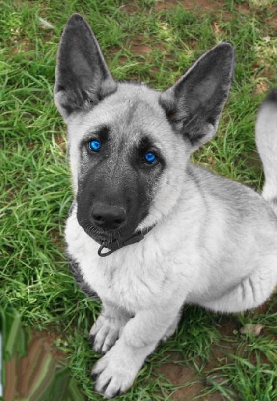white german shepherd puppies with blue eyes