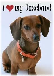 Who can resist a cute wiener dog?