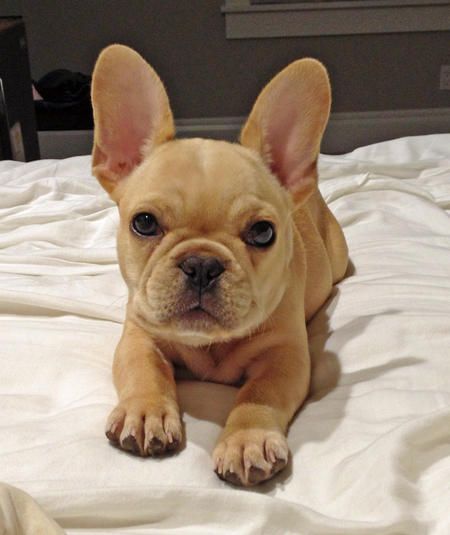 Winston the French Bulldog is such a handsome little boy.