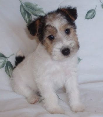 Wire Fox Terrier Puppies Pictures - The Dog Park - Dog News, Dog ...