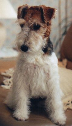 wire fox terriers - rarely this still!