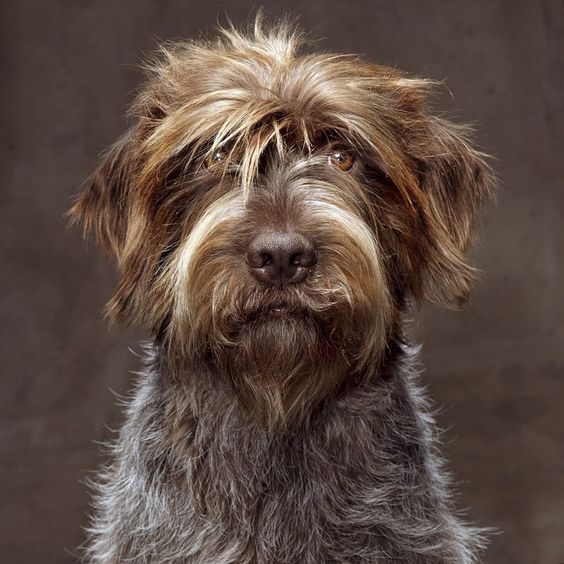 Wirehaired Pointing Griffon - natgeo's photo on Instagram