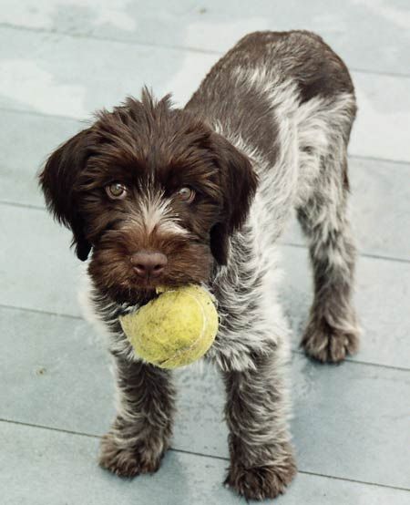 Wirehaired Pointing Griffon - Yes - I own a WPG - not this puppy. His pic is up soon.