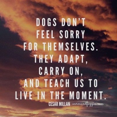 Wise words from Cesar Millan! #quotes