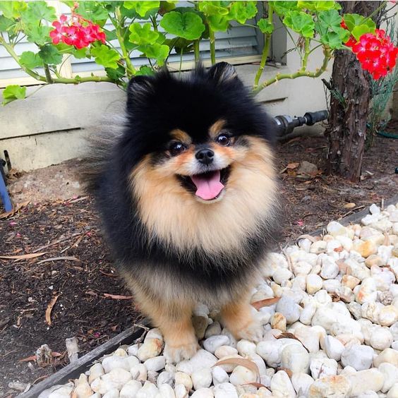 Wishing you a #happyweekendeveryone @thepom__ #lacyandpaws #mypomeranianfriends by lacyandpaws