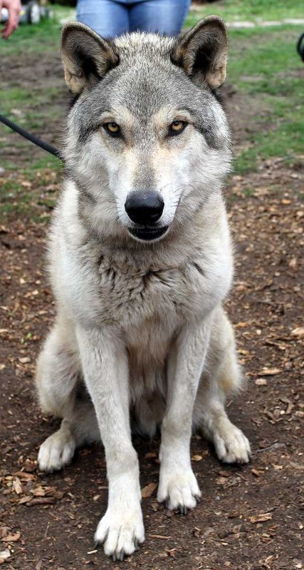 wolf dog I'd like to rescue but I'm not sure how Xena will react.