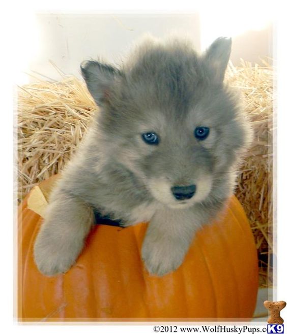 Wolf husky hybrid. Beautiful smoky color.