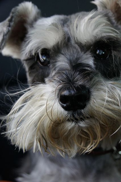 Wow this is one super adorable little salt and pepper mini schnauzer puppy, so cute