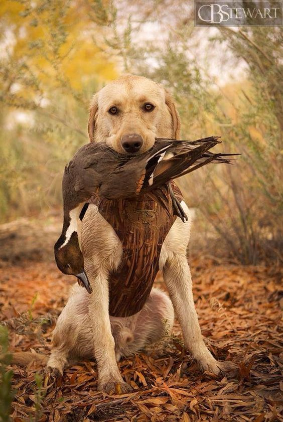 Yellow Labrador retriever duck hunting. Nevada lab puppy with a pintail. #hunting #dog #1816 #remington