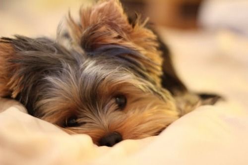 Yorkie :) looks like a young mcgraw
