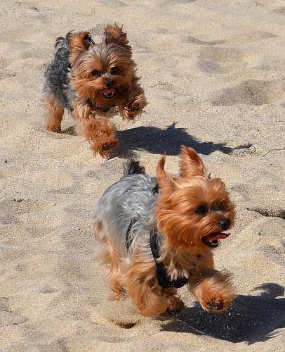 Yorkies running at the beach  #yorkie #dogs #pets
