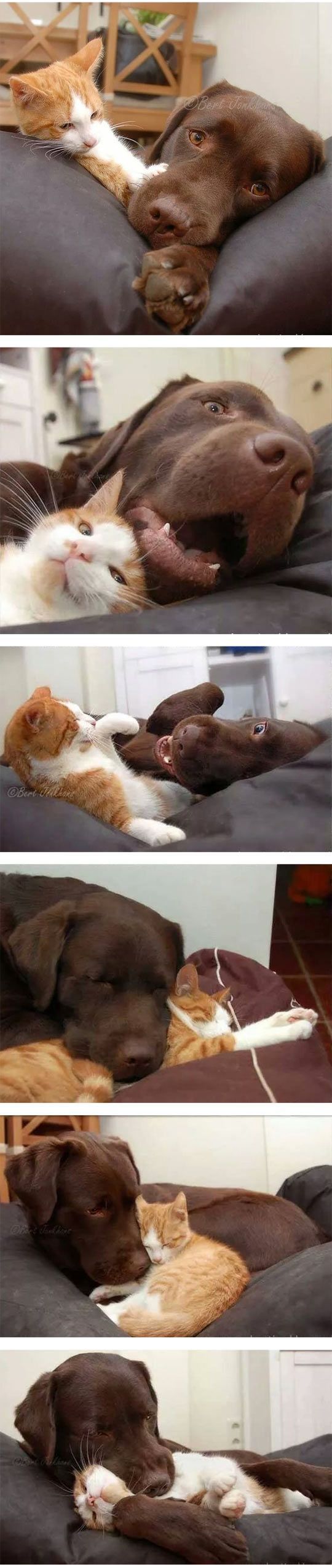 You Can See The Love With These Animals animals cat dog animal cute animals animal pictures animal photos