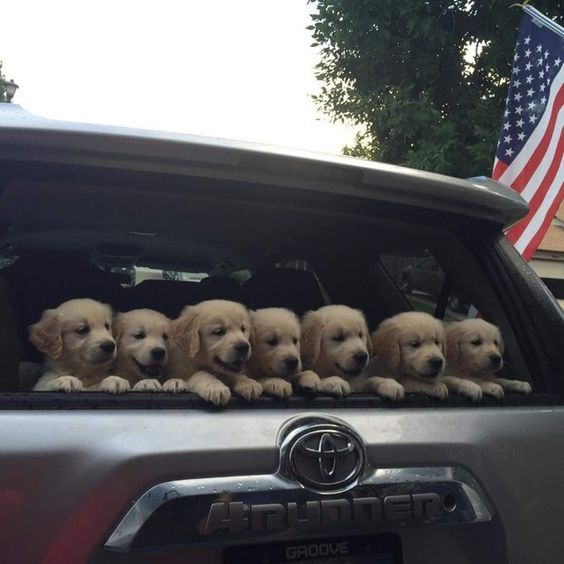 You should be happy because puppies. | 27 Excellent Reasons To Be Happy